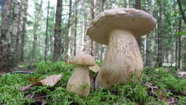 „Грибник ошибается только раз“: как отличить съедобный гриб от его двойника?