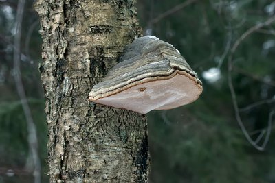 Трутовик настоящий (лат. Fomes fomentarius), по-эстонски – tuletael