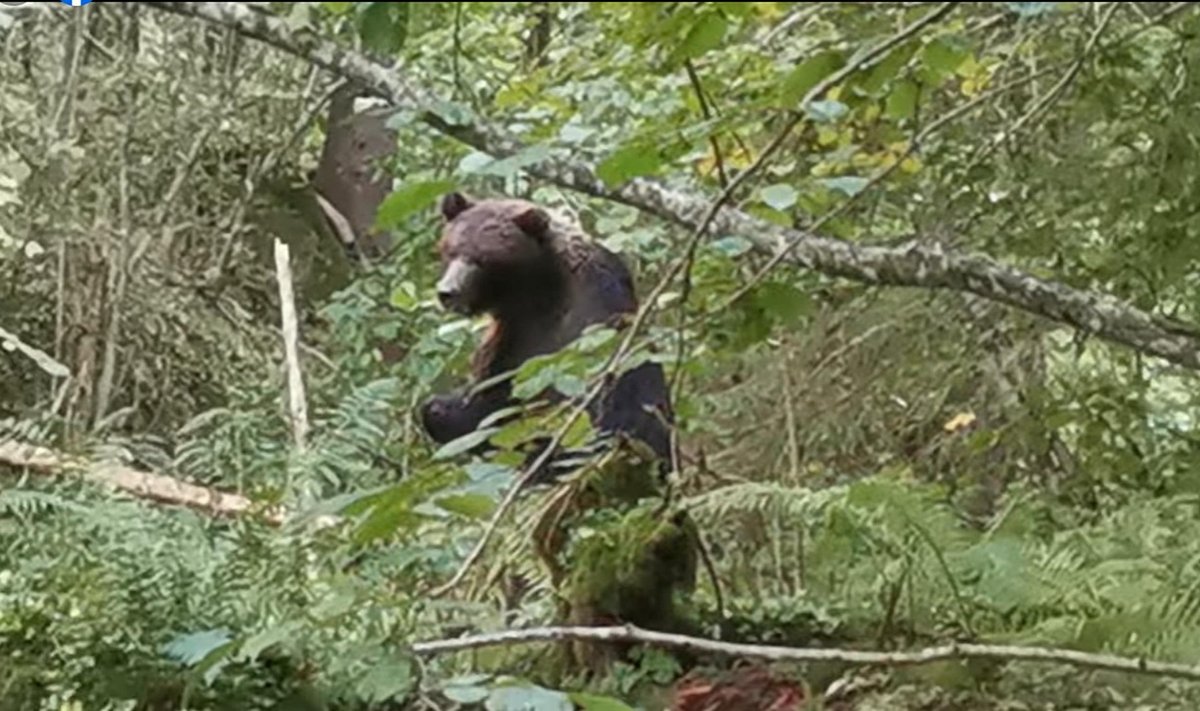 В лесу Хаанья, Вырумаа, медведь лакомился орехами. Скриншот из видео