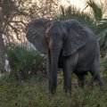 Salaküttimine on põhjustanud ilma võhkadeta elevantide evolutsiooni