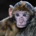 Jahmatav ja ebatavaline vaatepilt: ahviema reaktsioon oma surnud järglase üle näitas teadlaste sõnul tohutut kiindumust