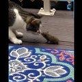 LÕBUS VIDEO | Polegi nagu Tom ja Jerry? Kassid ja rotid mängivad rõõmsalt koos