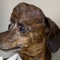 VIDEO ja FOTOD | Ajukasvajast vabastatud koer sai uue 3D-prinditud titaankolba