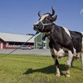 Ajalooline aasta: Eesti lehmade keskmine piimatoodang ületas kümme tonni