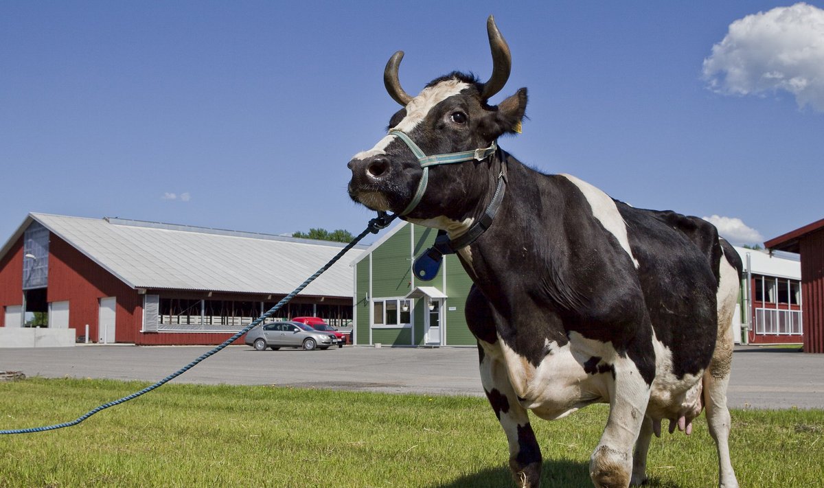 Holsteini tõugu lehm.