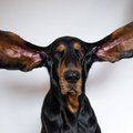 В Книгу рекордов Гиннесса внесена самая ушастая собака мира