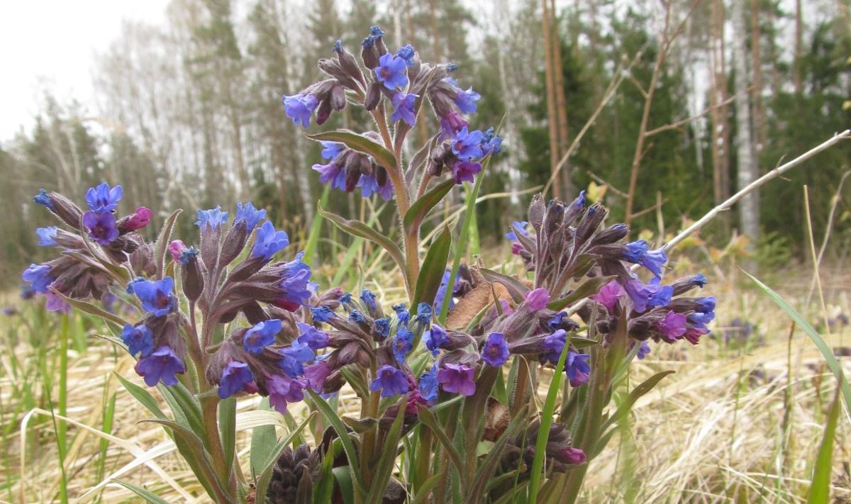 Sinine kopsurohi (Pulmonaria angustifolia)