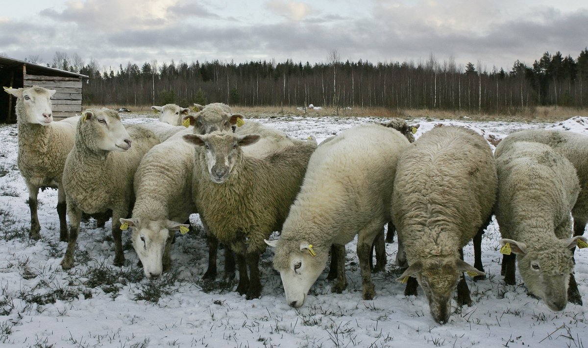 Veriora lambad tunnevad ennast täiesti turvaliselt.
