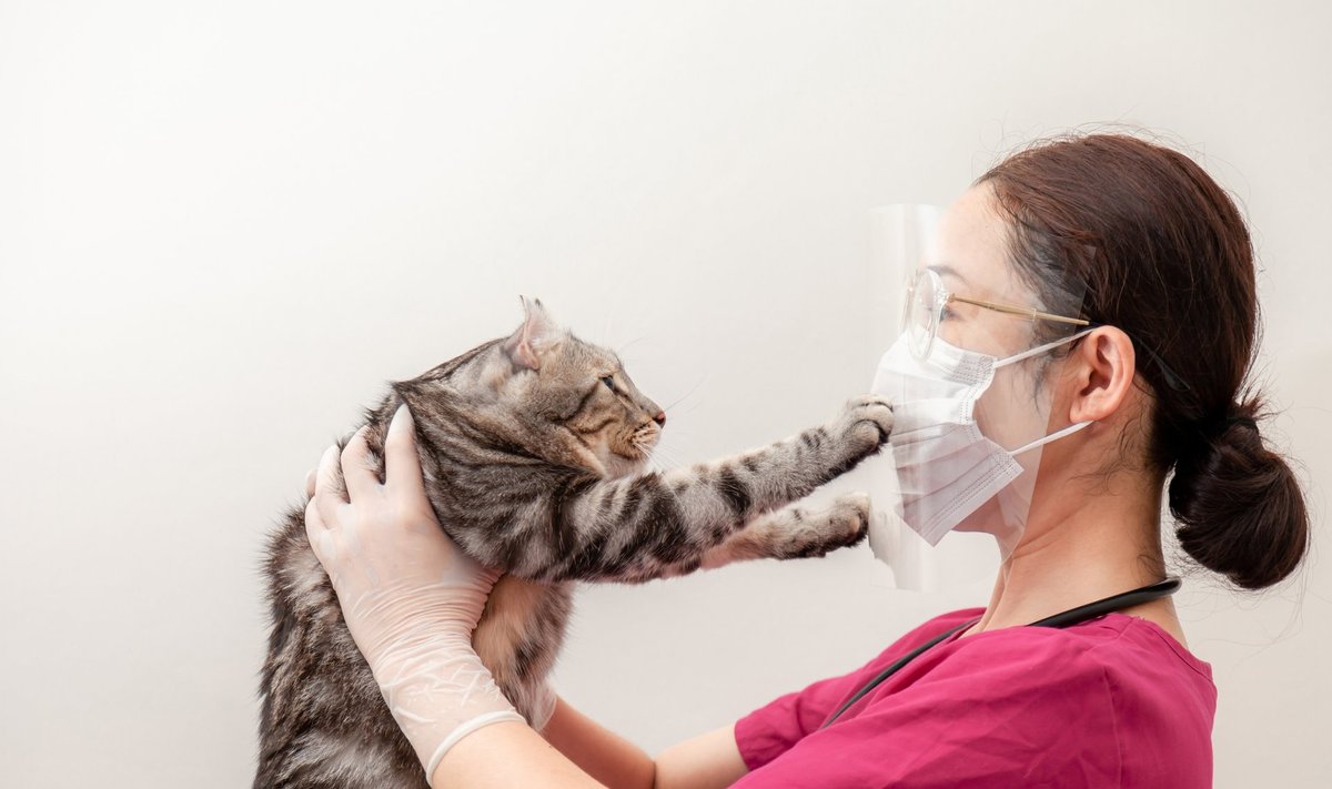 HOIDU MUSIST: Pole teada, kas kassidelt-koertelt Sars-Cov-2 tagasi inimestele levib, aga teadlased soovitavad lemmikuid mitte musitada.