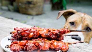 Loomaarst hoiatab: jaanijärgseid grillkonte ja lihajääke ära koerale anna!