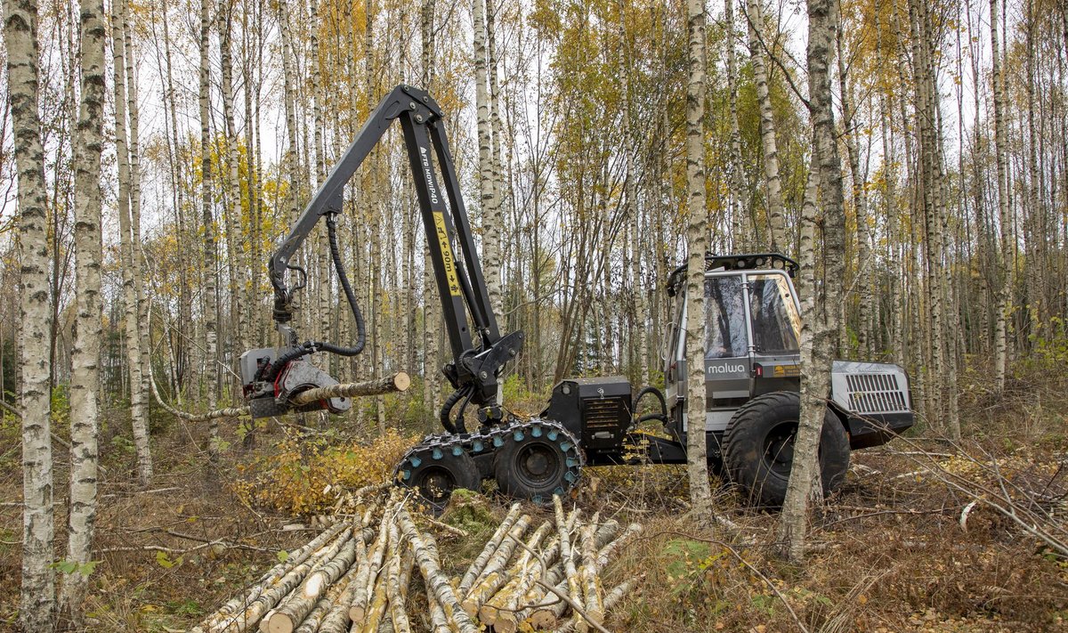 Keskkonnaühenduste andmetel lubab Eesti riik endiselt Natura 2000 looduskaitsealadel raieid endises mahus ning teadaolevalt ei ole ühegi raie mõjusid nõuetekohaselt eelnevalt hinnatud.