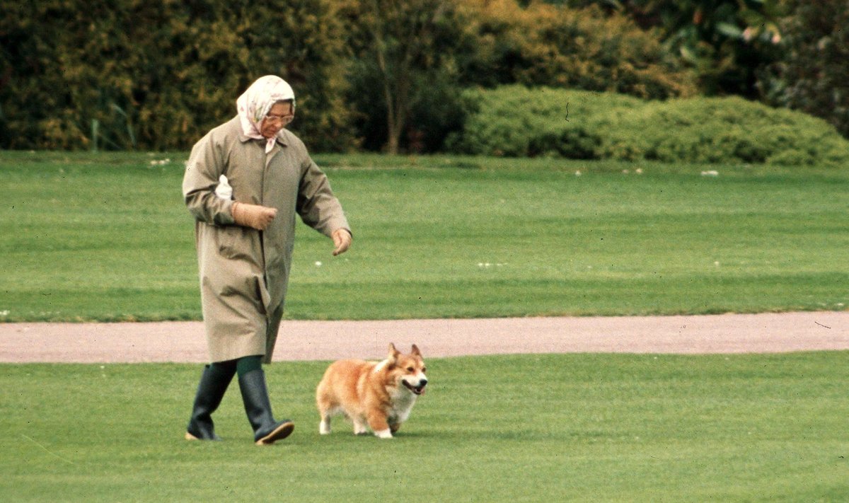 Kuninganna Elizabeth II ühe oma koeraga