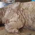 Malaisia viimane teadaolev Sumatra ninasarvik suri