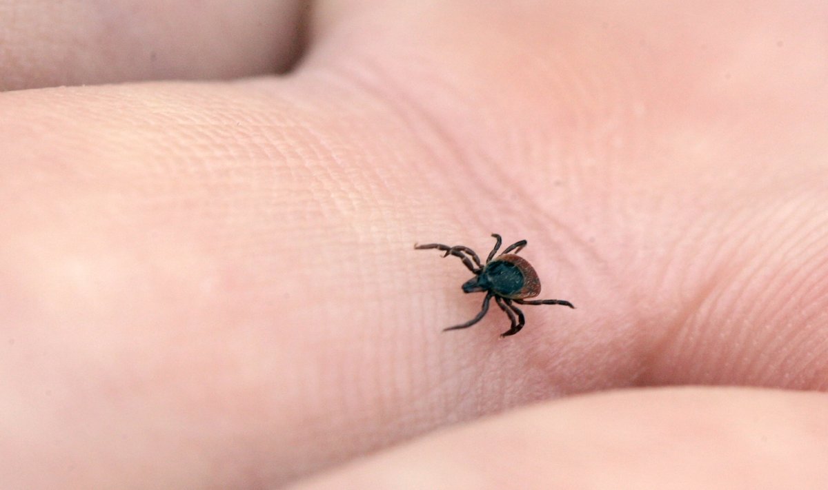 Kaks kolmandikku borrelioosiga haigetest ei mäleta puugirünnet.