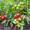 ASI SELGEKS: kuidas kujundada madala- ja kõrgekasvulisi tomatitaimi