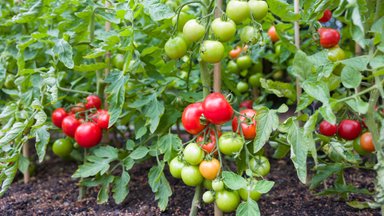 ASI SELGEKS: kuidas kujundada madala- ja kõrgekasvulisi tomatitaimi
