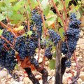 Rhône’i nõlvade veinid on vähem nimekad, aga kindlasti mitte vähem head