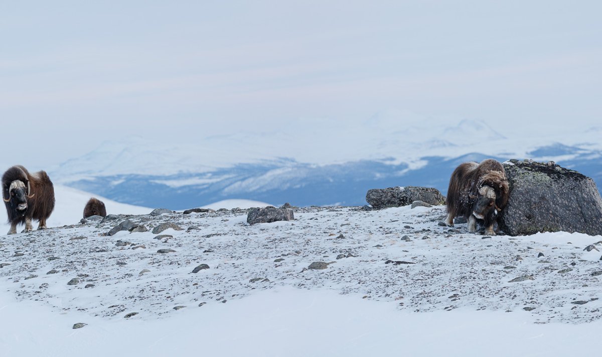 Dovrefjell