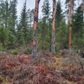 Soe talv ja looduslikud vaenlased pärsivad üraskeid, kuid metsameestel tasub silmad siiski lahti hoida