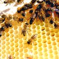 Euroopa mesinike häving avas turu Hiina tehismeele