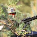 FOTOD | Kuperjanovi jalaväepataljon katsetab ajateenijate väljaõppes Eestis toodetud mehitamata roomiksõidukit