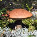 Kus asuvad Eesti parimad seenekohad?