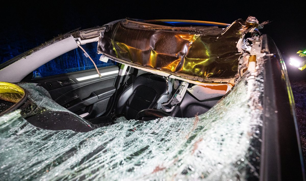 Metsloomaga kokku põrganud auto