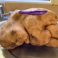 ФОТО | "Страшила Даг": в Новой Зеландии нашли, наверное, самую тяжелую картофелину в мире
