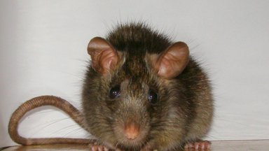 Крыса, ужасная и прекрасная: что мы о них знаем и почему боимся?
