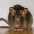 Крыса, ужасная и прекрасная: что мы о них знаем и почему боимся?