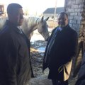 Ministrid: Tori hobusekasvandus tuleb säilitada
