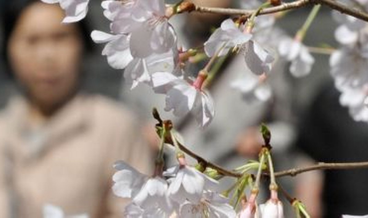  Jaapanis õitsevad kirsipuud 