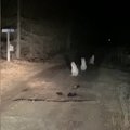 LUGEJA VIDEO | Ilvesepere tuli linnaelu uurima
