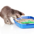 TOP 5 | Levinud vead, mida kassi liivakastiga tihtilugu tehakse