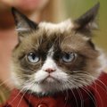 VIDEO | Kas saab veel kurvemaks minna? Suri tõeline legend Grumpy Cat