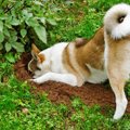 Miks koer aiast plehku paneb, kuidas sellele käitumisele piir panna?