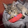 Reieluu murdnud kassipoeg läbis loomakliinikus haruldase operatsiooni