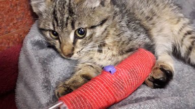 Reieluu murdnud kassipoeg läbis loomakliinikus haruldase operatsiooni