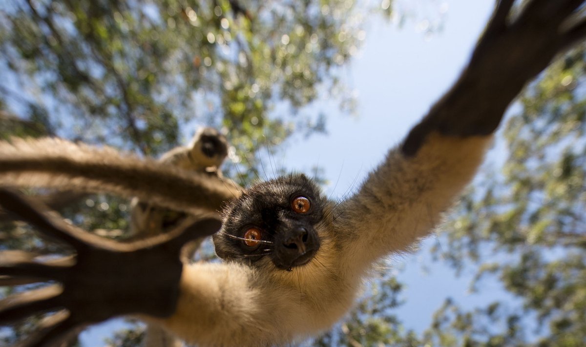 Leemur.