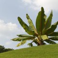 Valebanaan: kas Etioopias viljeldav enseete võib olla kliimamuutuse-kindel „imetaim“?