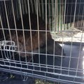 FOTOD | Rännuhimuline kobras lõpetas koduotsingud Kadrioru pargis