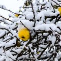 ГЛАВНОЕ ЗА ДЕНЬ: Первый снег в Эстонии и грядущий переход на зимнее время