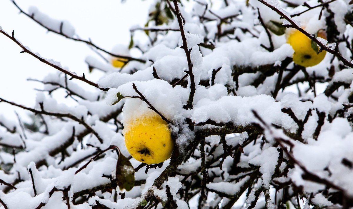 esimene lumi Pärnumaal