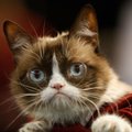 Suri maailma kuulsaim pahura ilmega kass