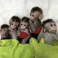 Järjekordne kummaline geenimuundamisprojekt Hiinas: teadlased kloonisid ülikergelt haigestuvat ahvi