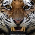 Amuuri tiiger tappis Zürichi loomaaias külastajate ja personali silme ees oma talitaja