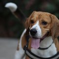 ÜRITUS | Beagle'id oodatakse homme uhkele rabamatkale