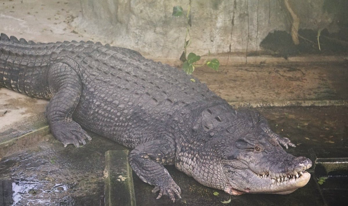 Krokodill Vanamees
