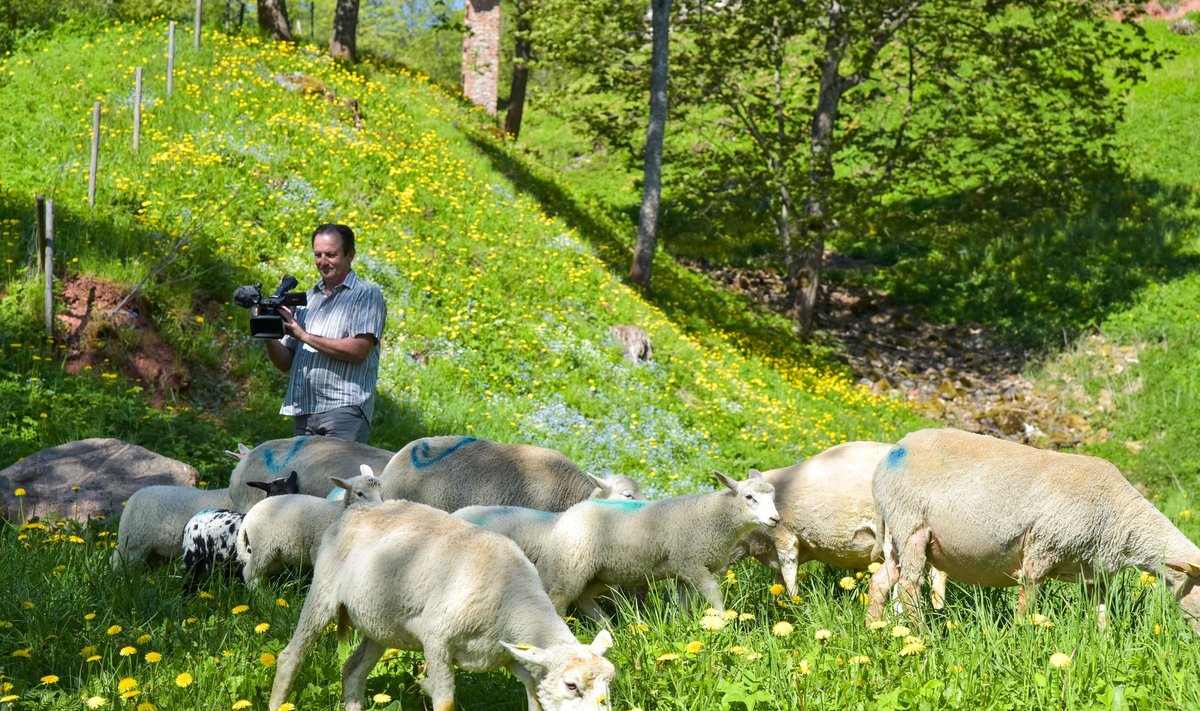 Viljandi lossimägede nõlval alustasid tööd lambad