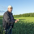 Hernes on kaunas – pritsitud taimed ahvatlevad taas möödasõitjaid
